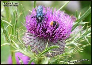 flora-noord-italië, Cardo tuberoso, Cirsium tuberosum