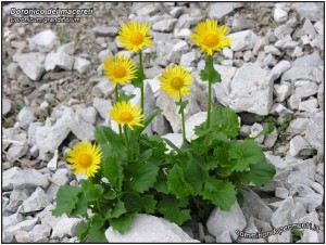 flora-noord-italie, Doronico dei Macereti,  doronicum grandiflorum