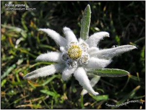 Flora-noord-italië, Stella alpina, edelweiss