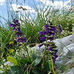 Lombardije, Unieke Flora, Arera, Orobische Alpen, Noord Italië