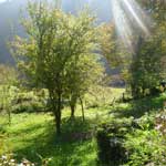 vakantie, noord-italie, italiadesso, santa-brigida, bomen