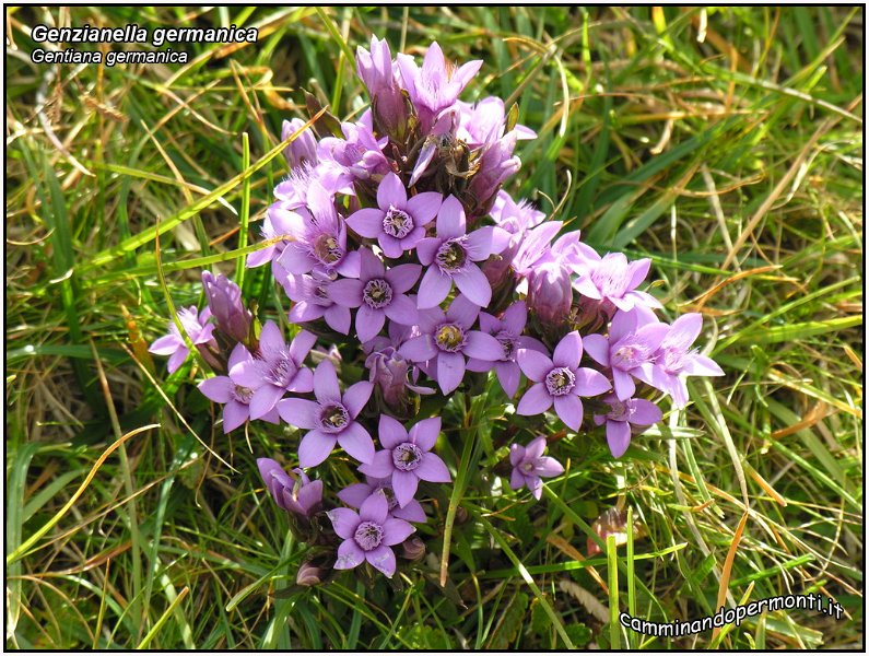 GenzianellaGermanica.jpg