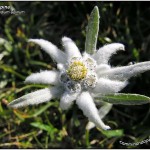 Stellaalpina