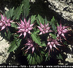 physoplexis-comosaklein