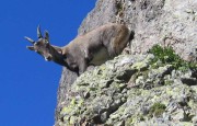 steenbok, fauna, orobische-alpen, noord-italie, italiadesso.