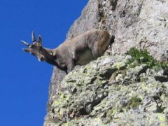 steenbok, fauna, orobische-alpen, noord-italie, italiadesso.