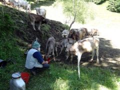 herder, alpen, noord-italie, connect-with-locals