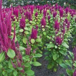 orto-botanico-bergamo-noord-italie-5